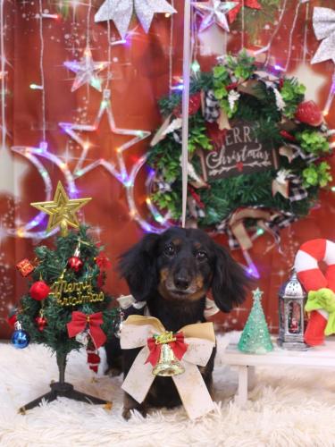 20231220ハルちゃん